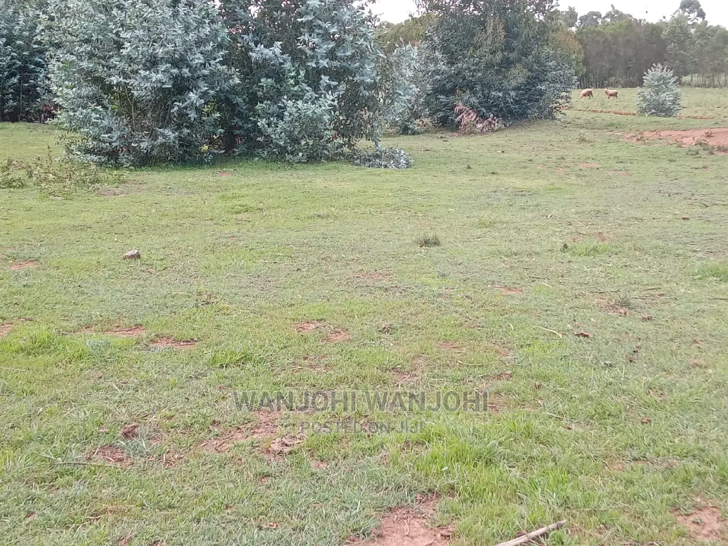 Jewel Plots in Nyandarua County