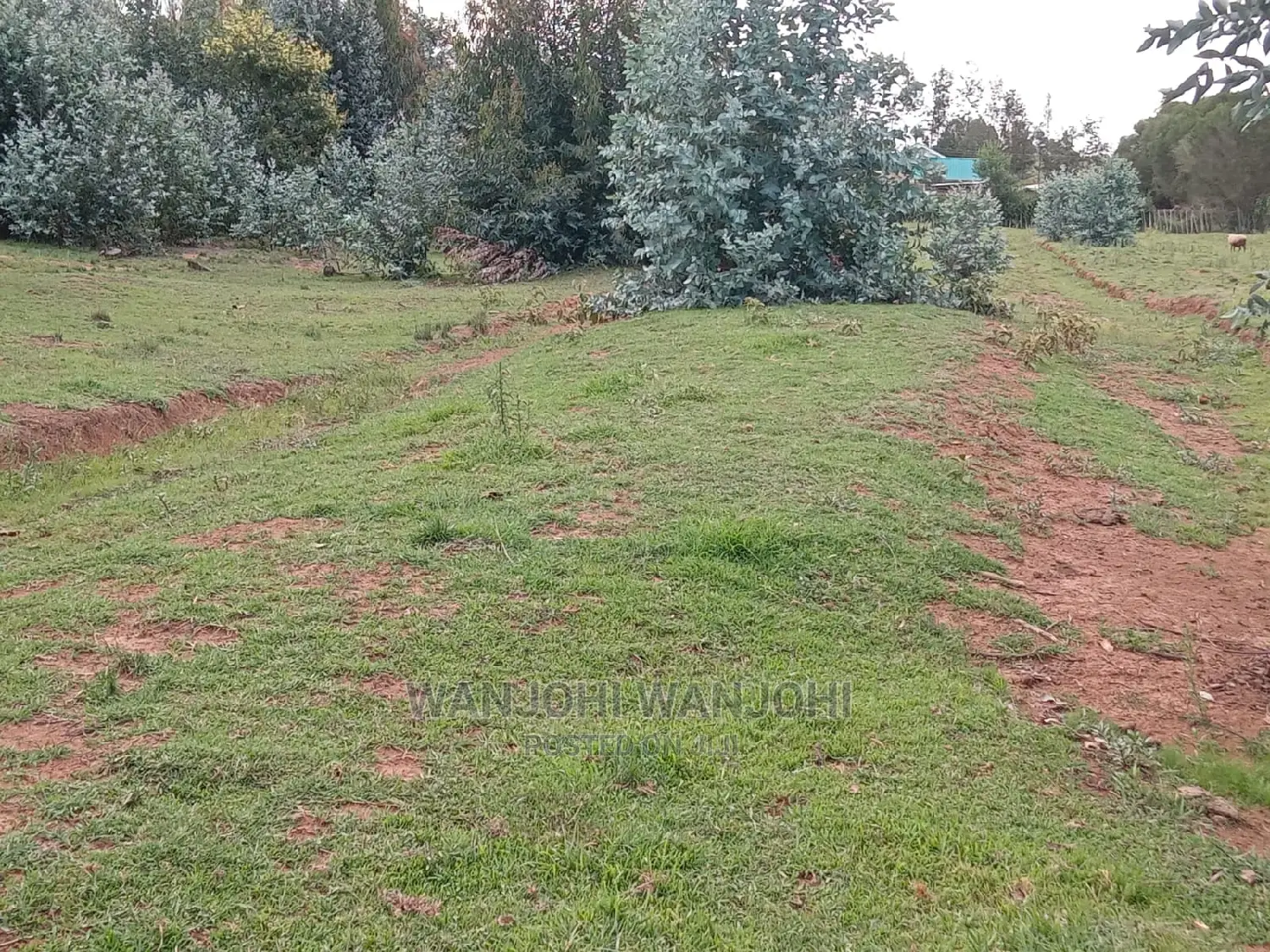 Jewel Plots in Nyandarua County