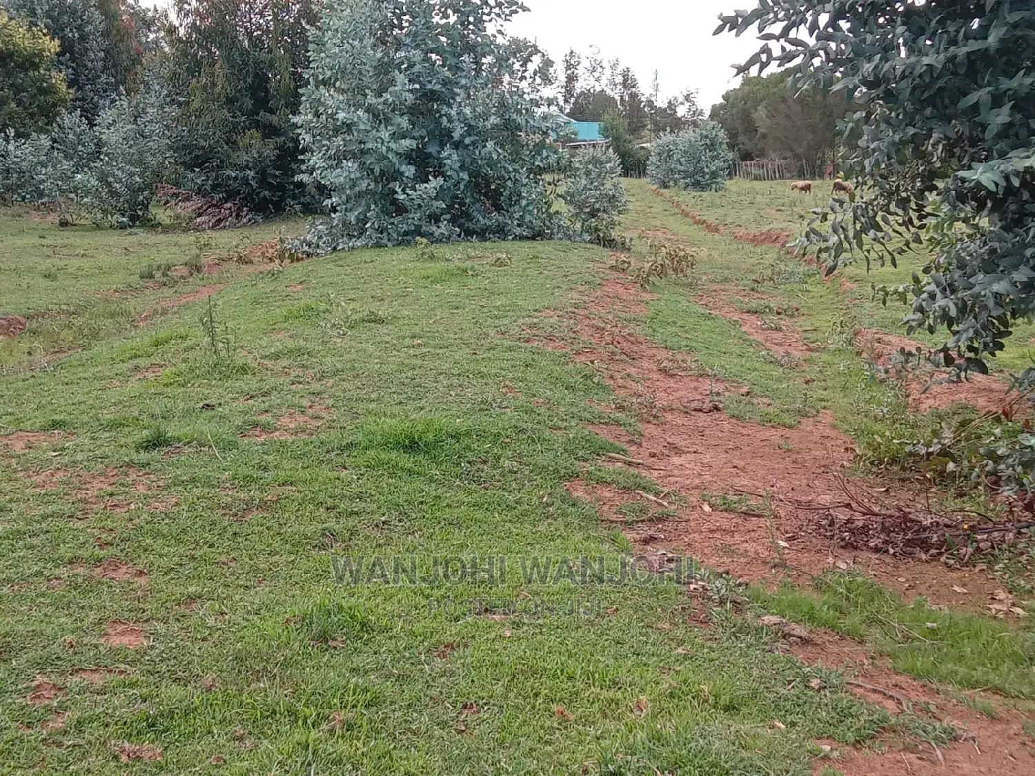 Jewel Plots in Nyandarua County
