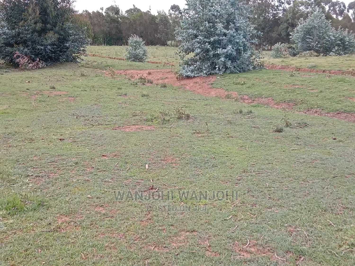 A Breath of Fresh Air in Nyandarua