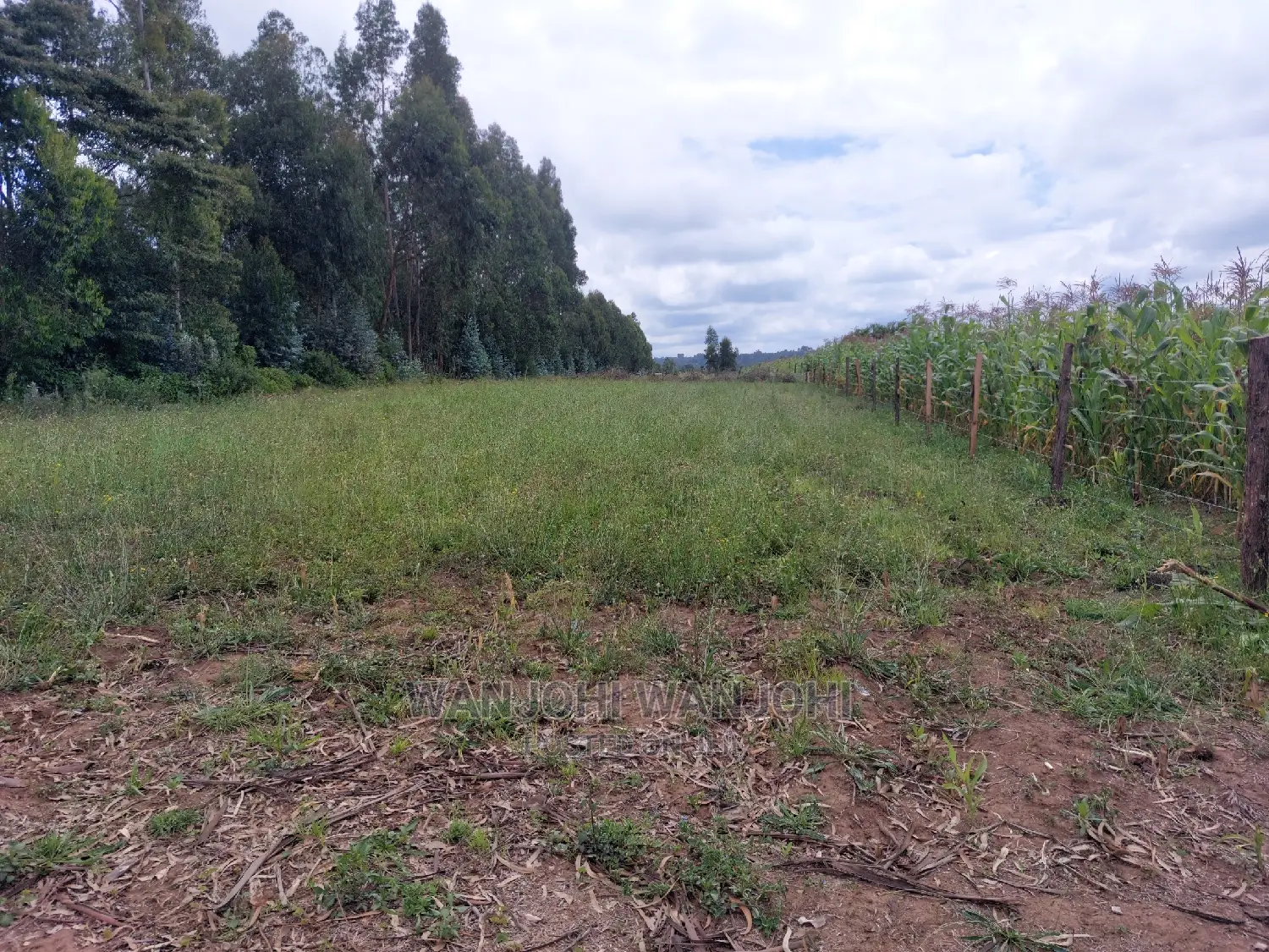 Prime 50x100 Plots