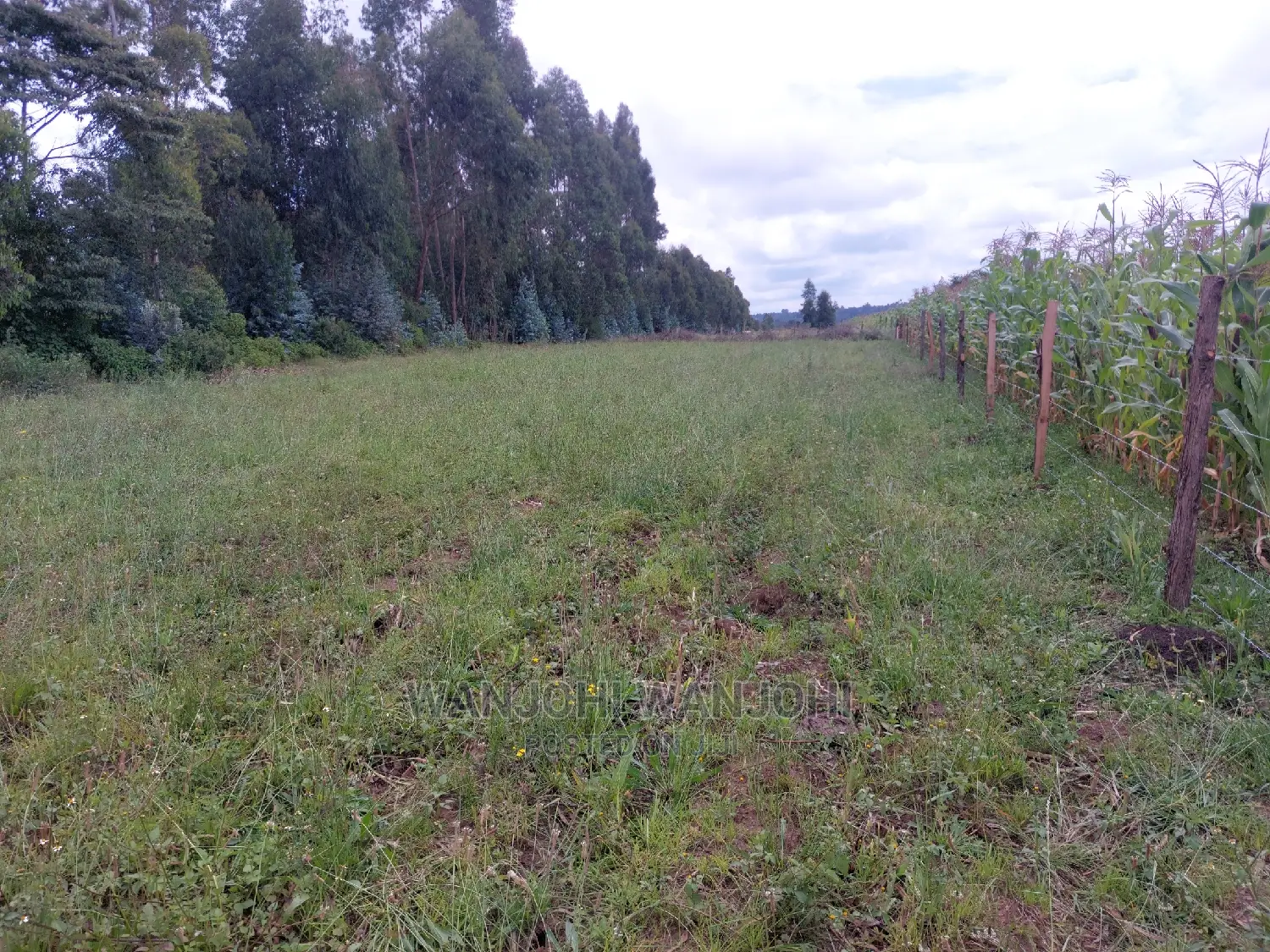 Prime 50x100 Plots