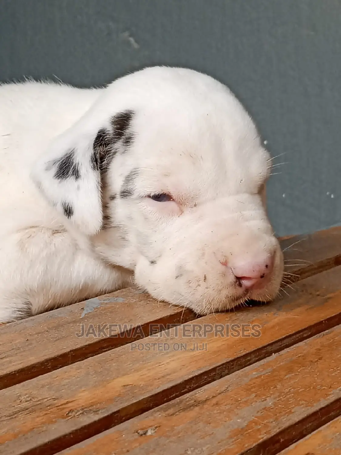 1-3 months Male Purebred Great Dane