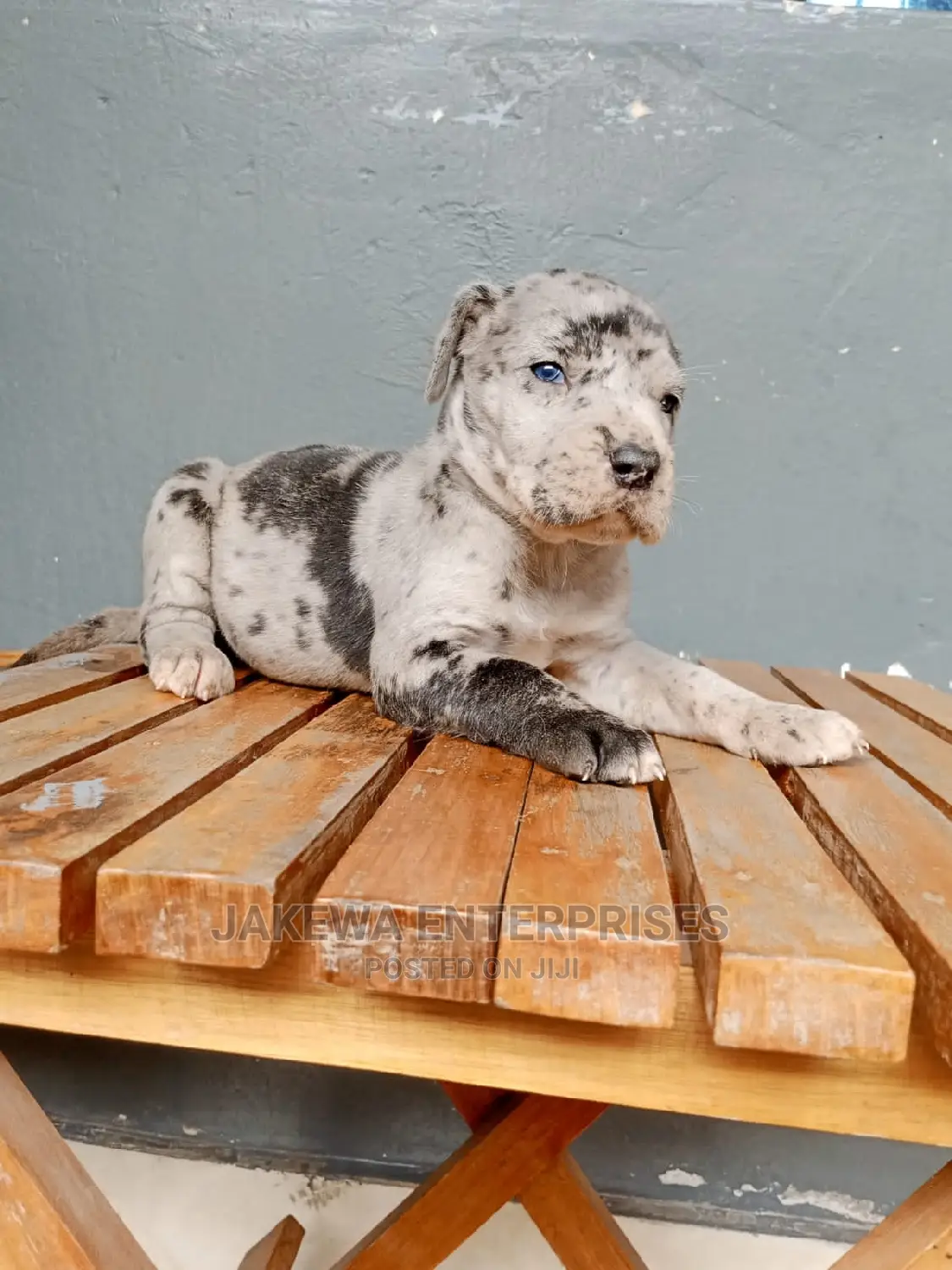1-3 months Male Purebred Great Dane
