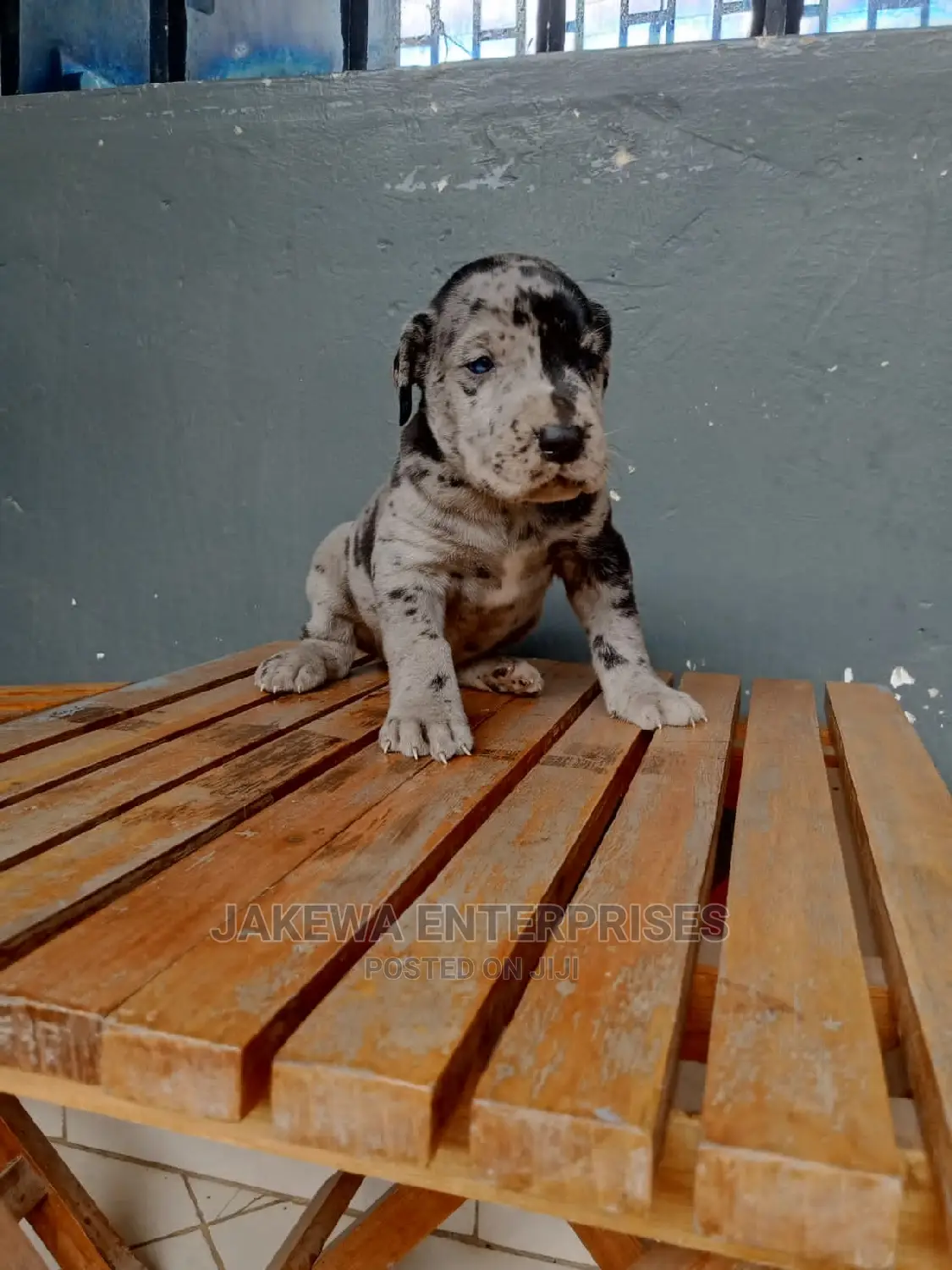 1-3 months Male Purebred Great Dane
