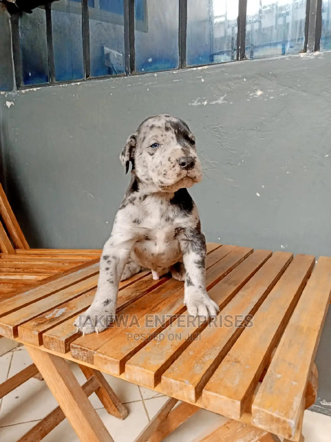 1-3 months Male Purebred Great Dane