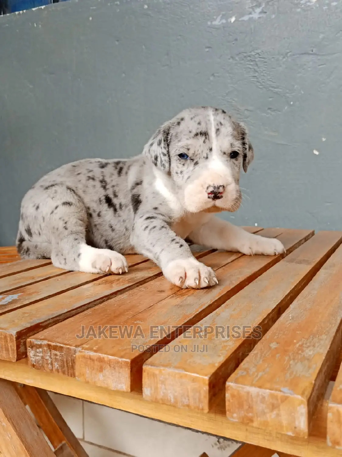 1-3 months Female Purebred Great Dane