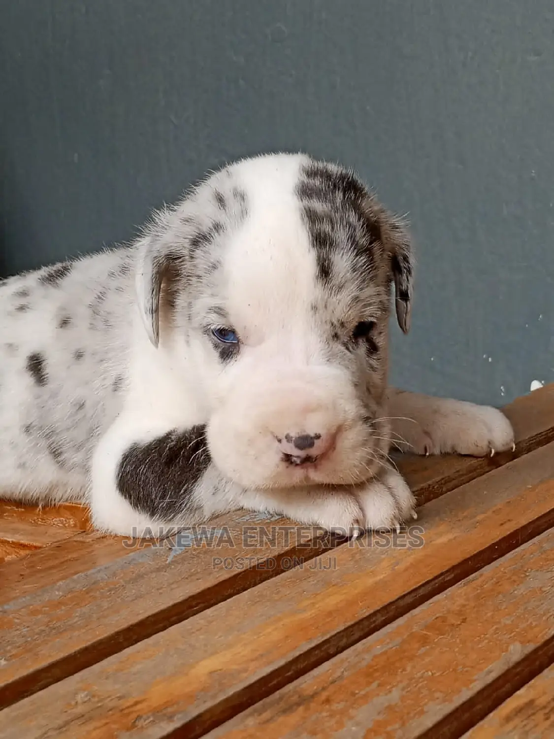 1-3 months Female Purebred Great Dane