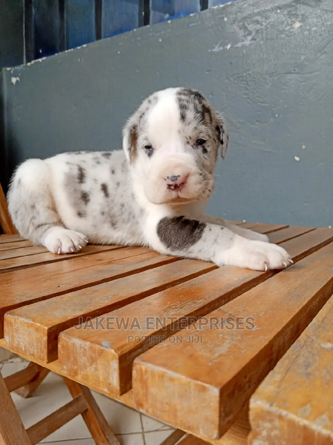 1-3 months Female Purebred Great Dane