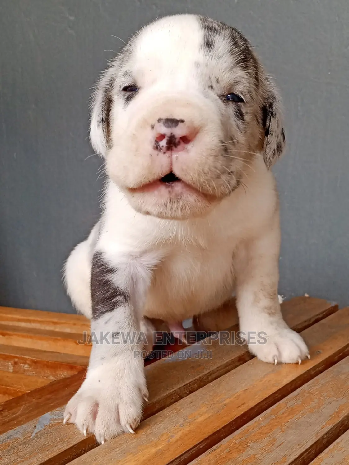 1-3 months Female Purebred Great Dane