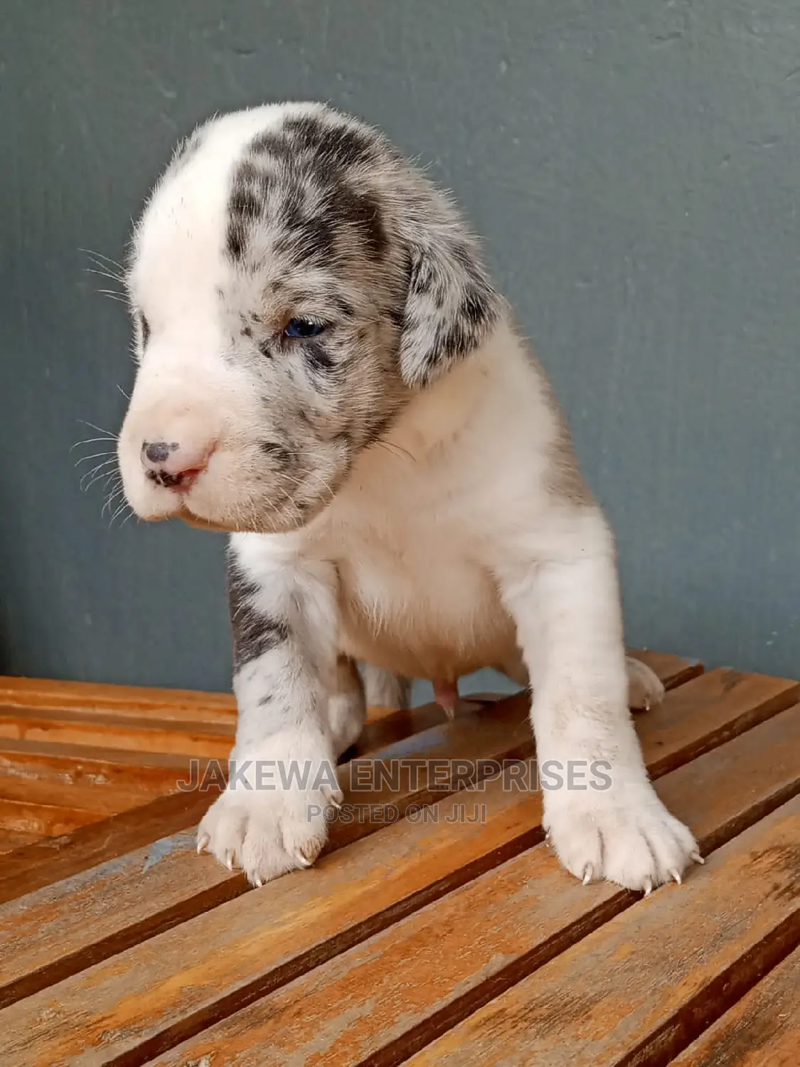 1-3 months Female Purebred Great Dane