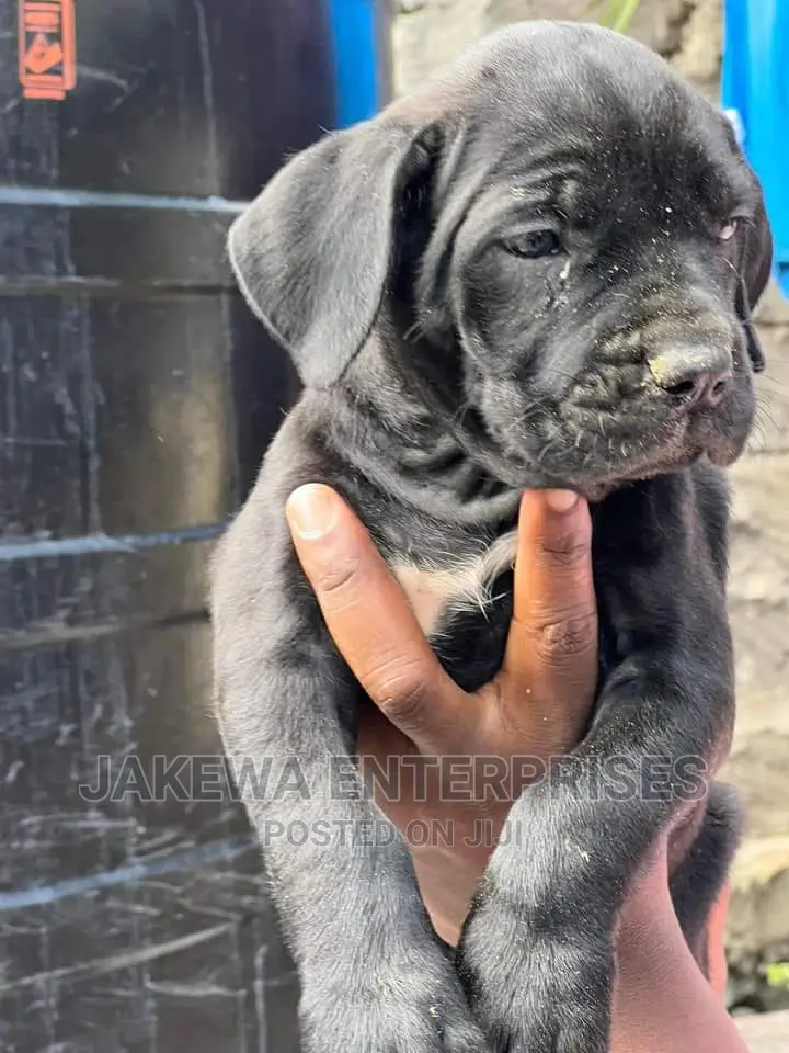 1-3 months Female Purebred Boerboel