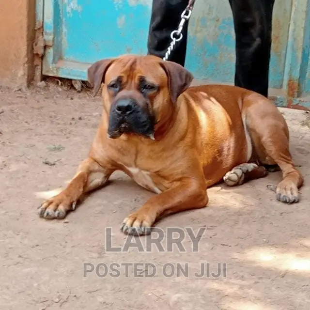 1+ year Female Purebred Boerboel