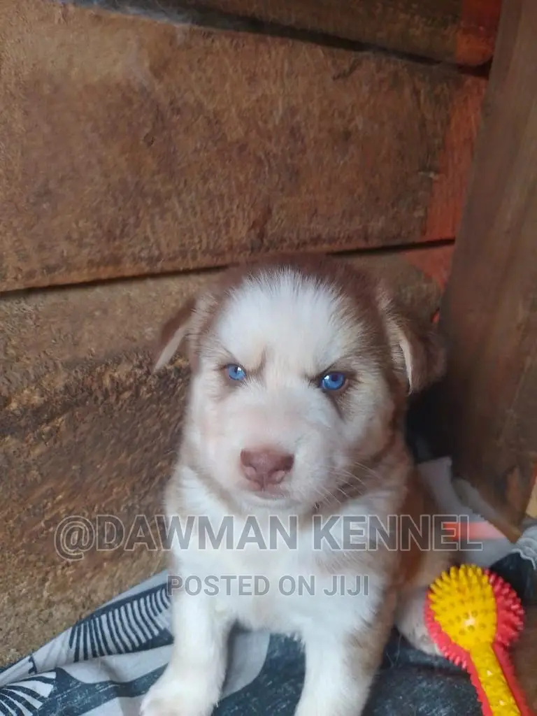 1-3 months Male Purebred Siberian Husky