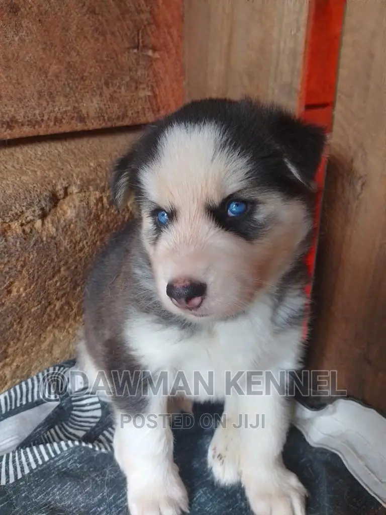 1-3 months Male Purebred Siberian Husky