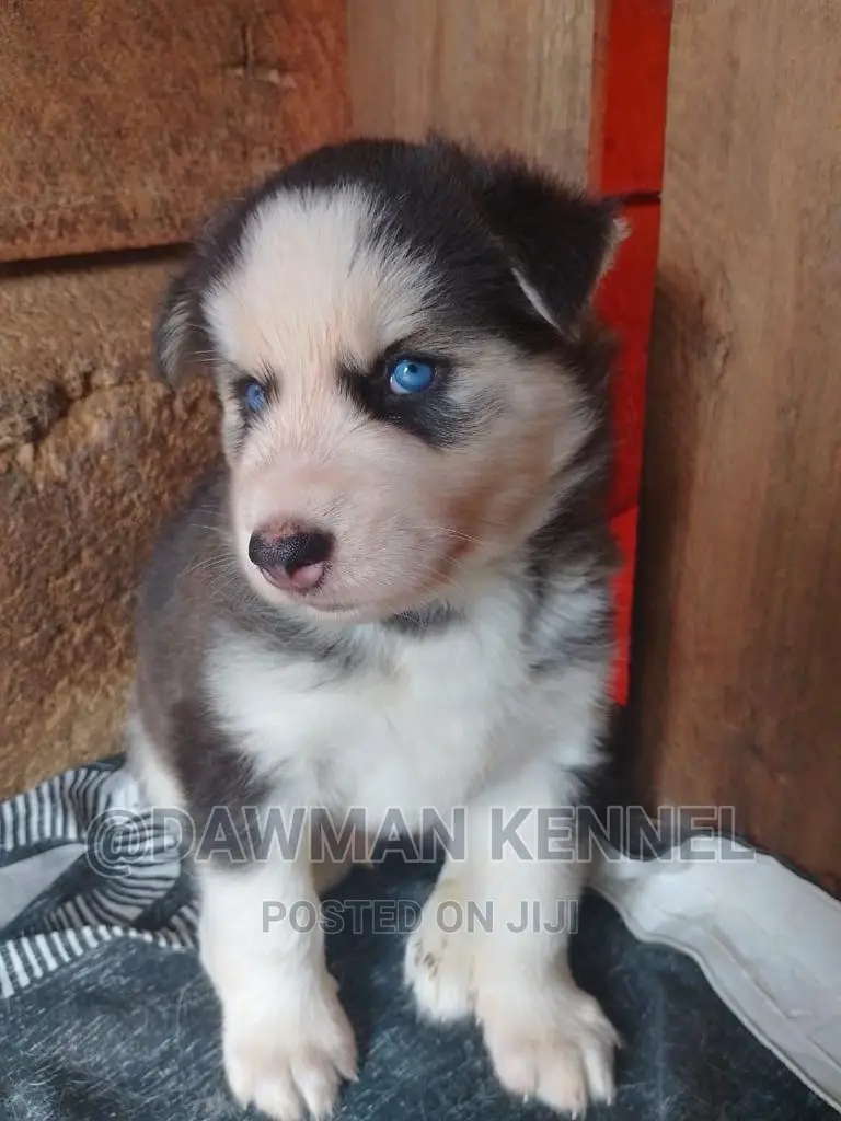 1-3 months Male Purebred Siberian Husky