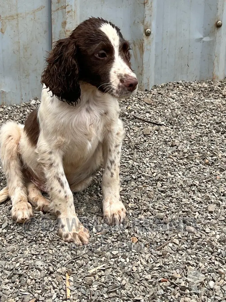 1-3 months Female Purebred English Springer Spaniel