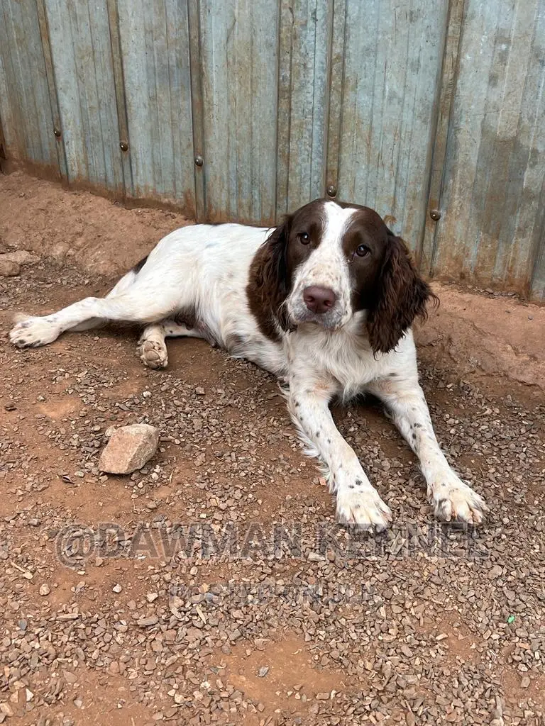 1-3 months Female Purebred English Springer Spaniel