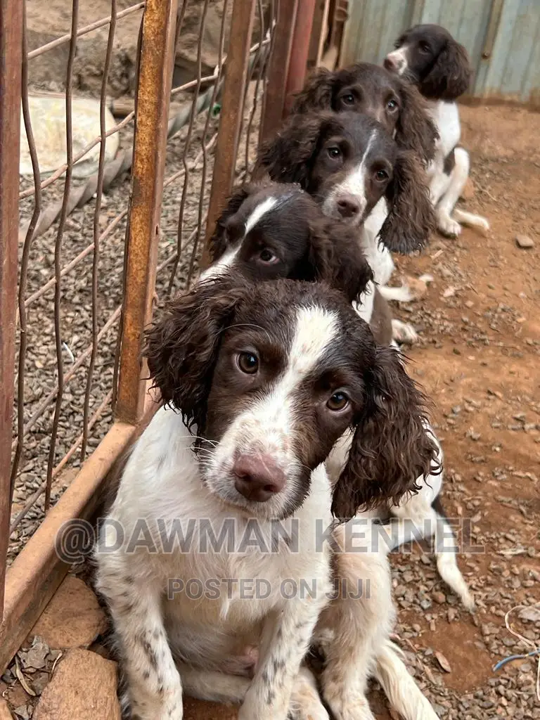 1-3 months Female Purebred English Springer Spaniel