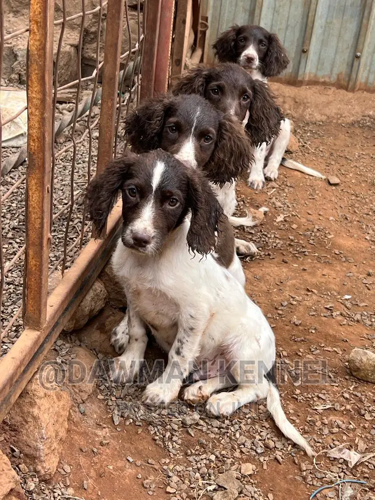 1-3 months Female Purebred English Springer Spaniel