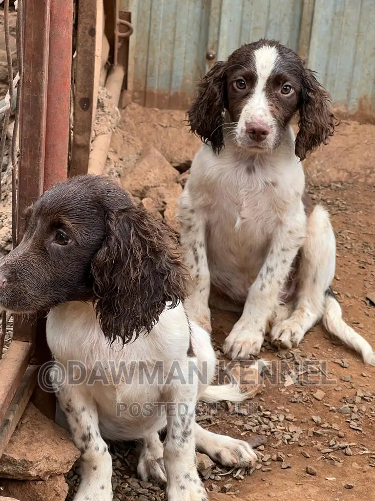 1-3 months Female Purebred English Springer Spaniel