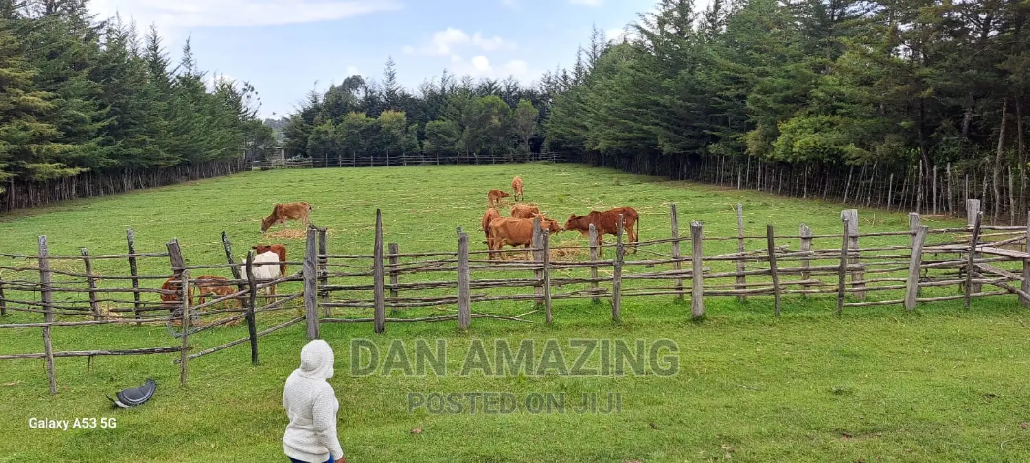 40 Acres Farmland for Sale in Nyandarua County