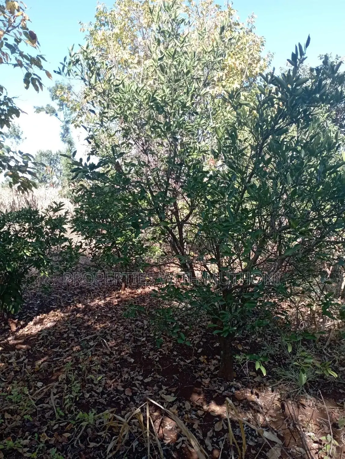 1acre for Sale in Labour, Kandongu, Kianjogu Mwea