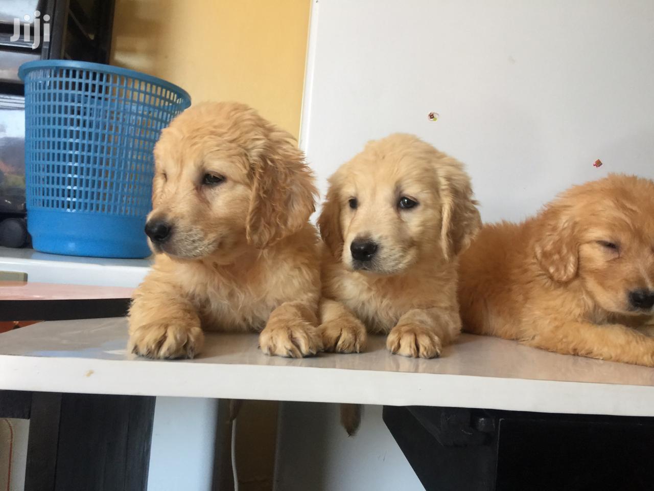 Baby Male Purebred Golden Retriever