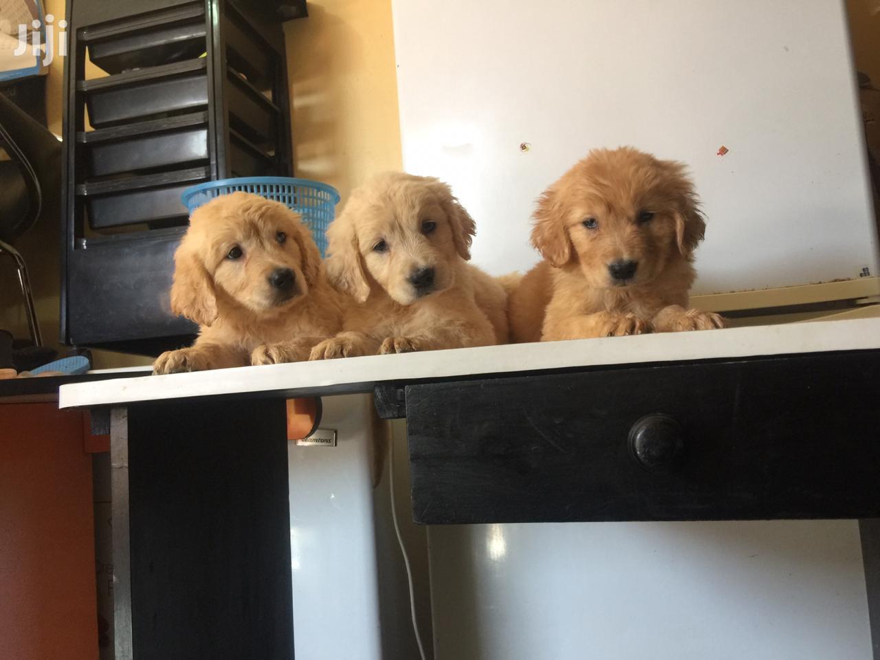 Baby Male Purebred Golden Retriever