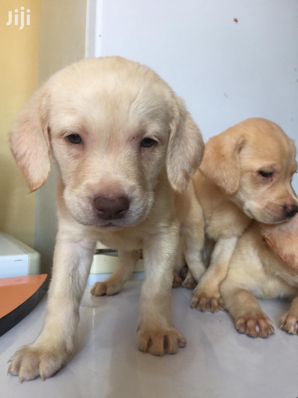 Baby Female Purebred Labrador Retriever