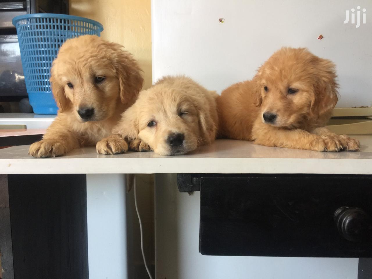 Baby Male Purebred Golden Retriever