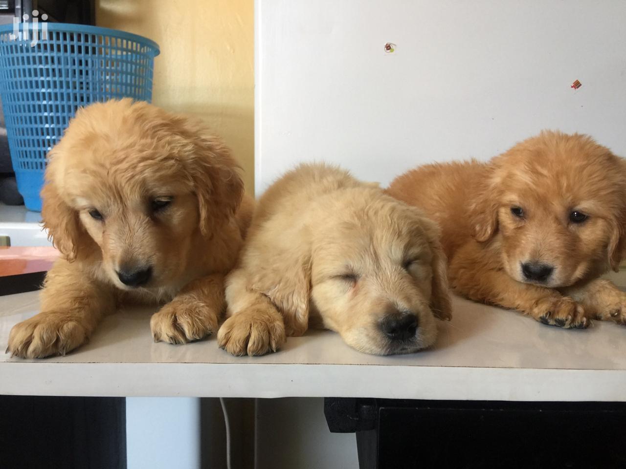 Baby Male Purebred Golden Retriever