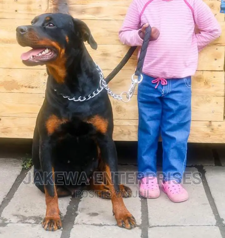 1+ year Female Purebred Rottweiler