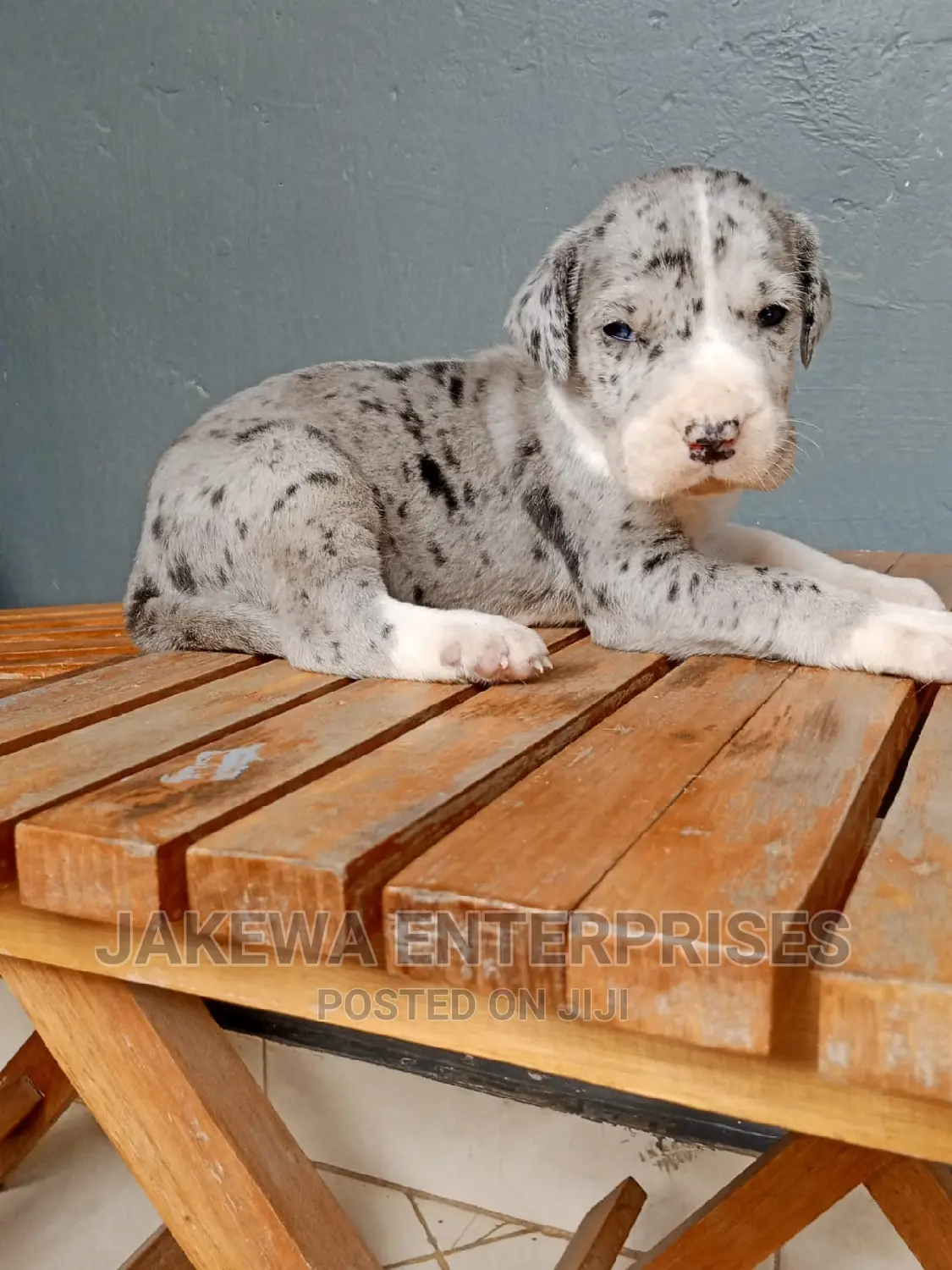 1-3 months Female Purebred Great Dane