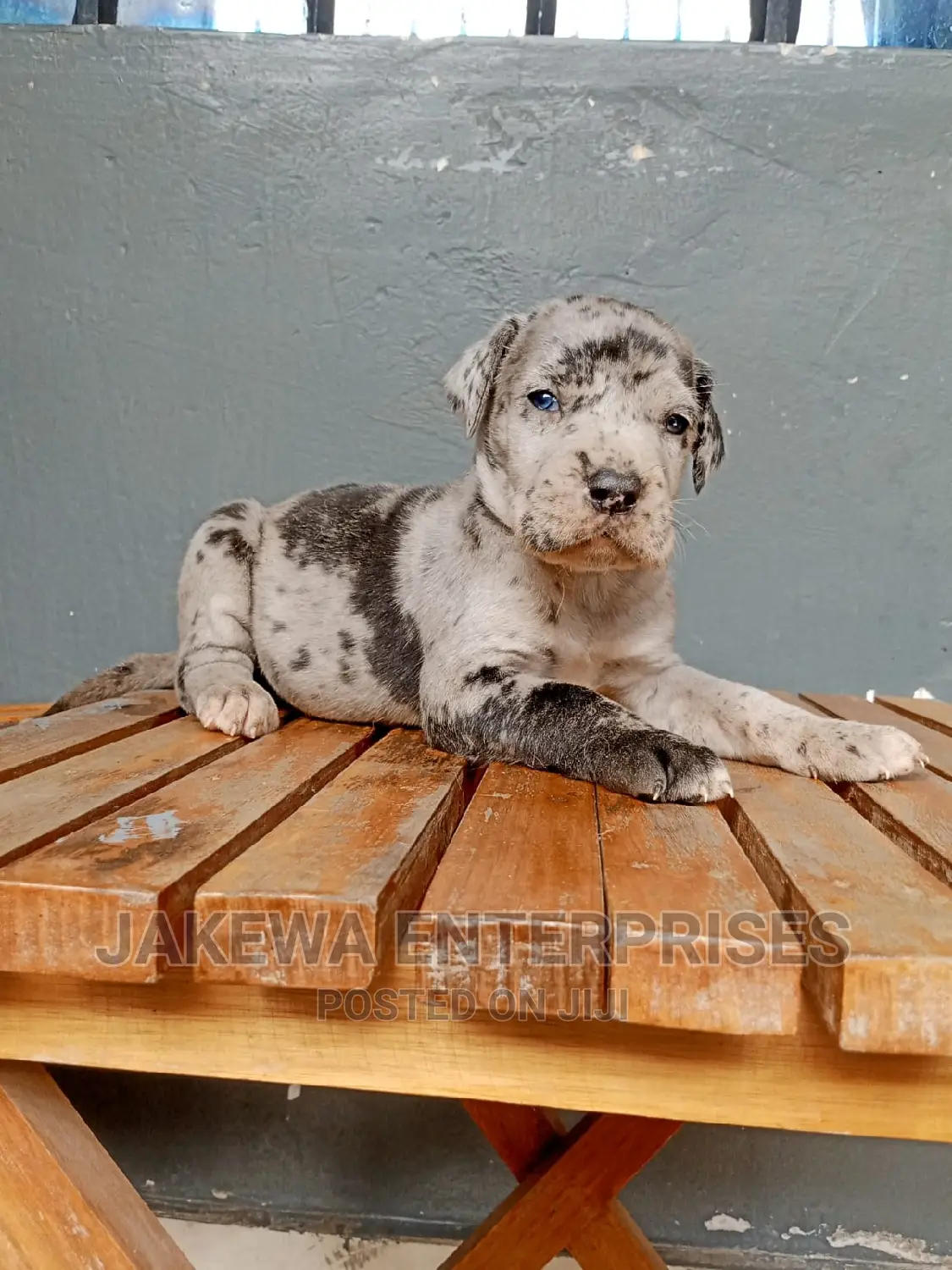 1-3 months Female Purebred Great Dane