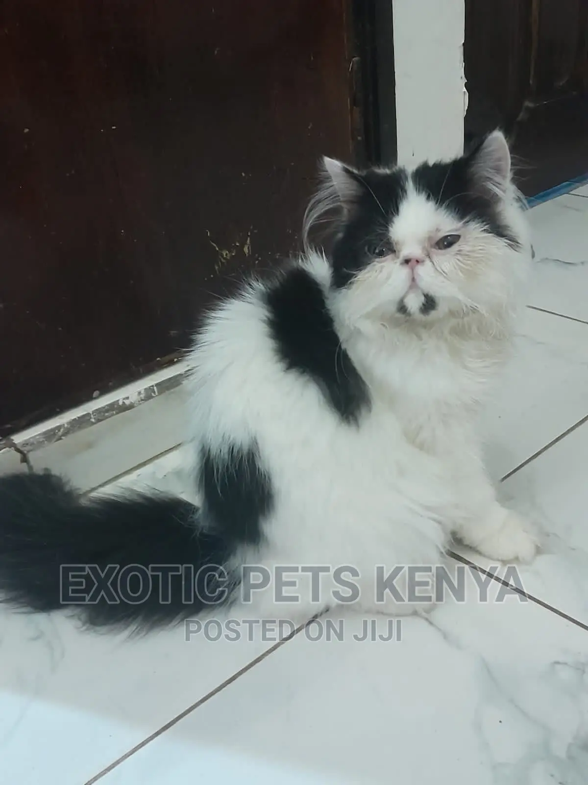 1-3 months Male Purebred Persian