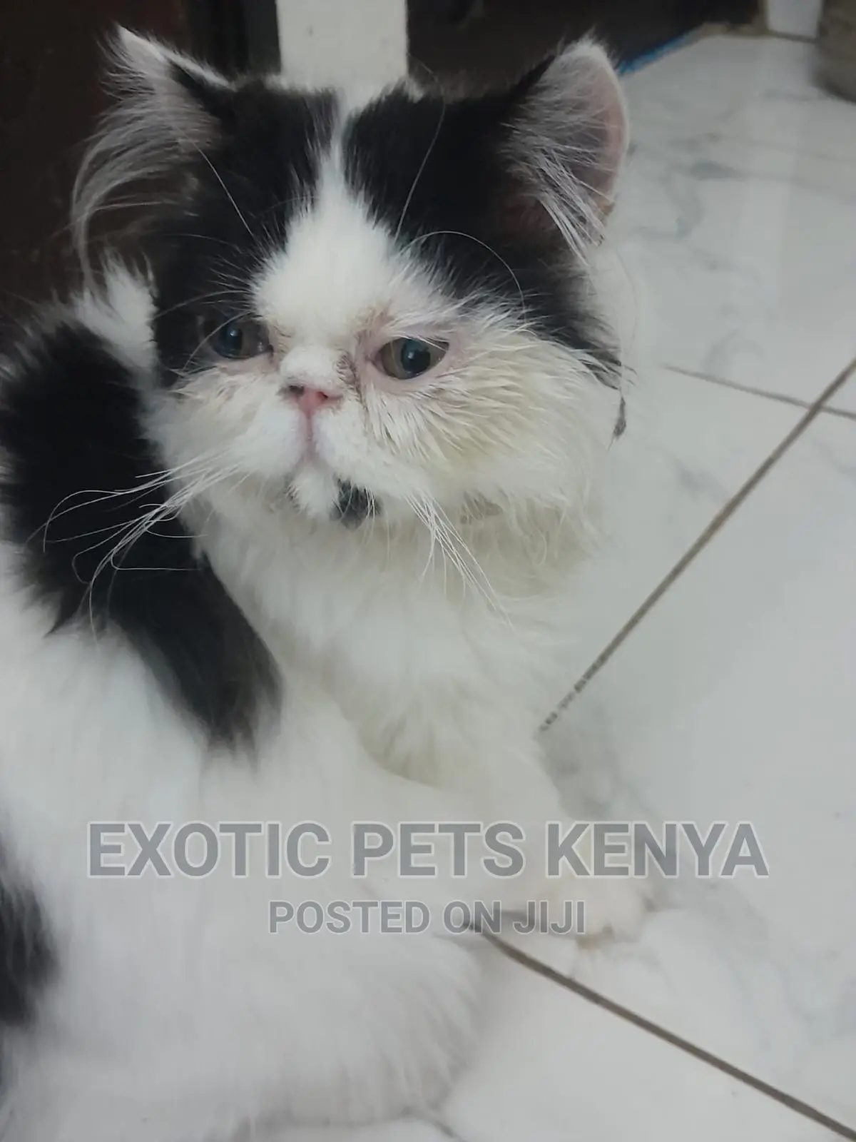 1-3 months Male Purebred Persian