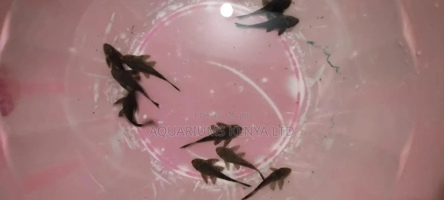 PLECOTOMUS Algae Eater , Dirt Eater Fish