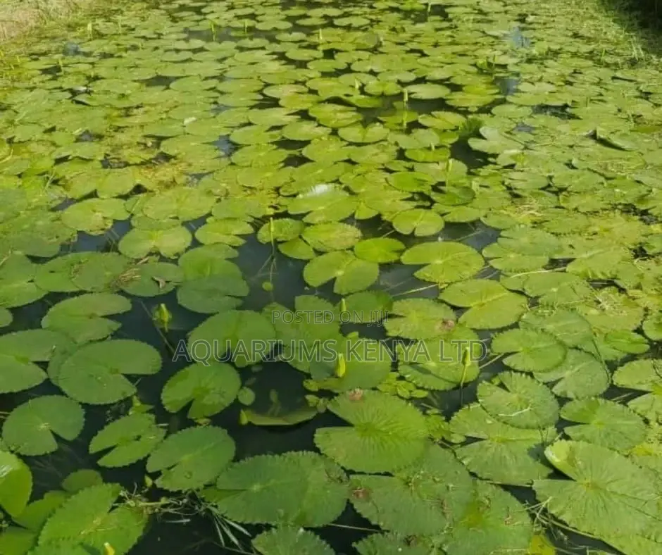 Water Lilies for Garden Ponds