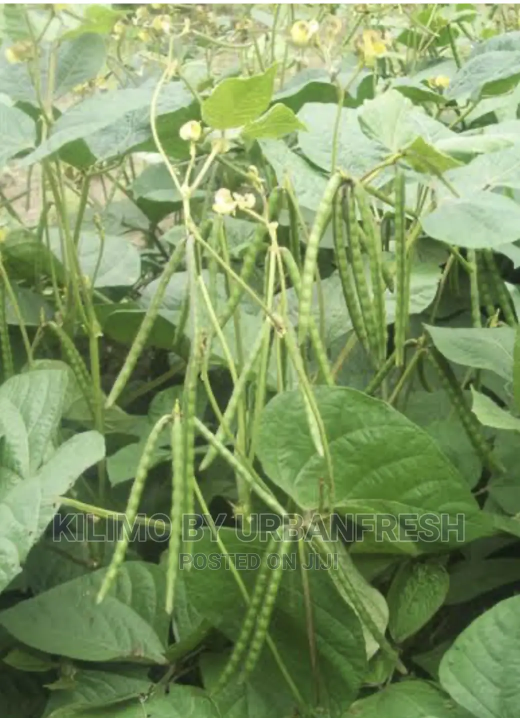 Greengram Planting Seeds Moq 5kgs