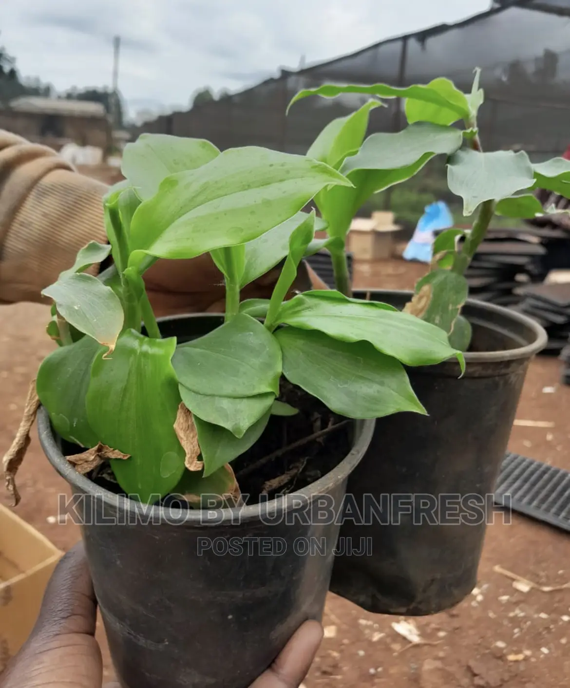 Insulin Plant Seedling Moq 5