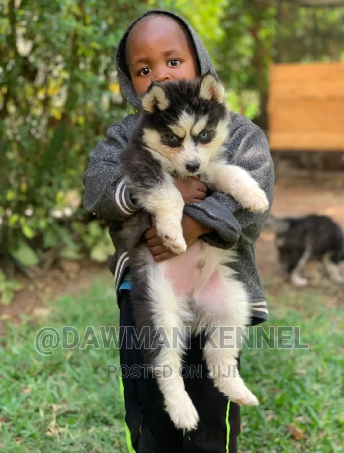 1-3 months Male Purebred Siberian Husky