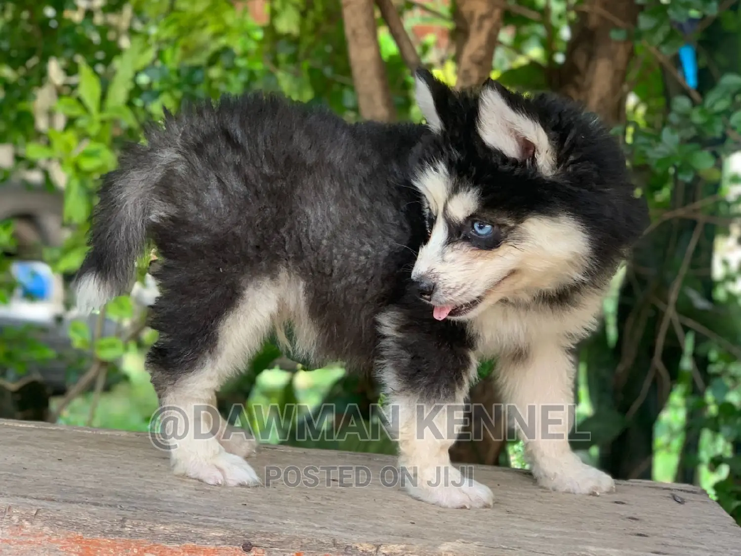 1-3 months Male Purebred Siberian Husky