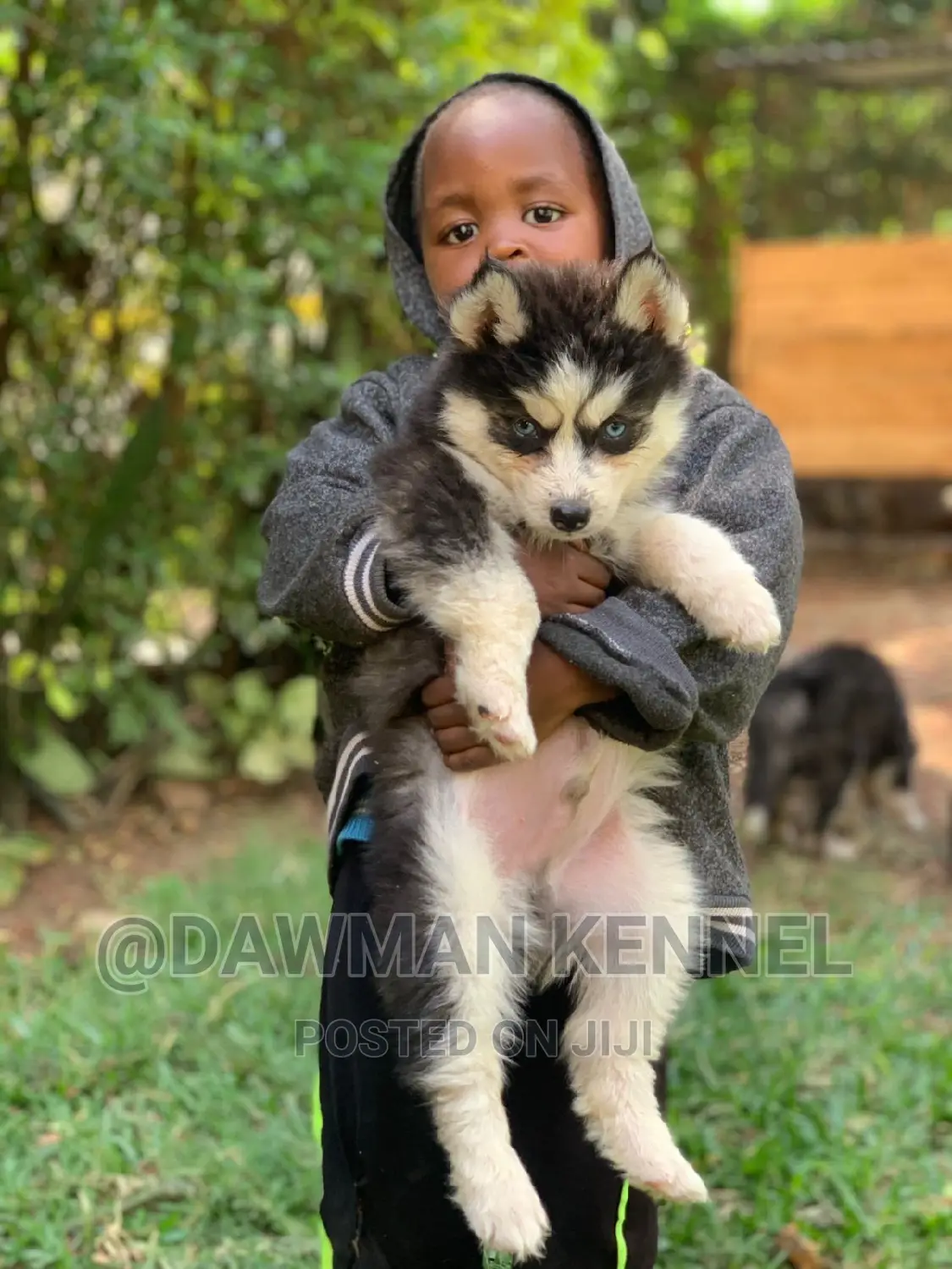 1-3 months Male Purebred Siberian Husky
