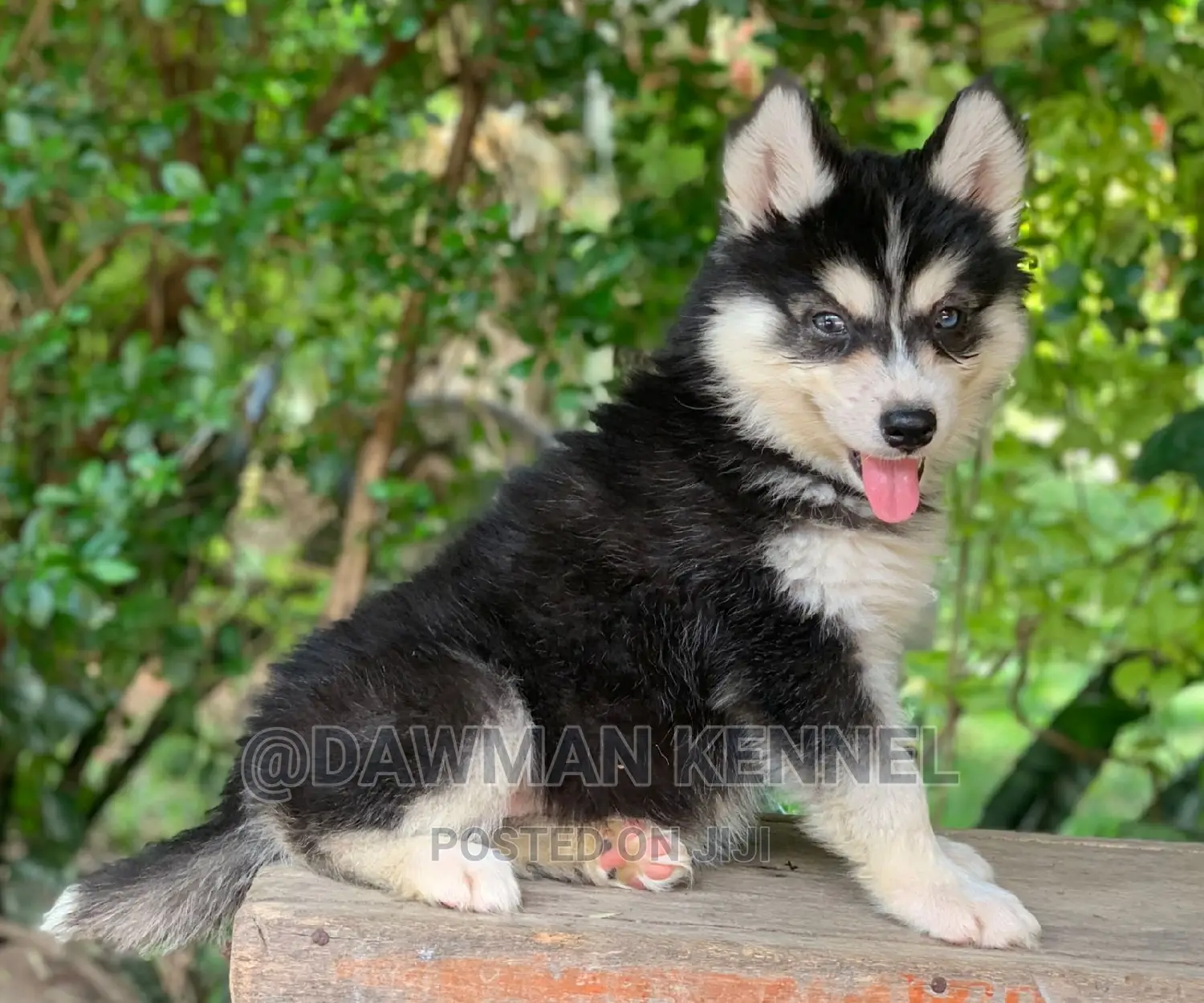 1-3 months Male Purebred Siberian Husky