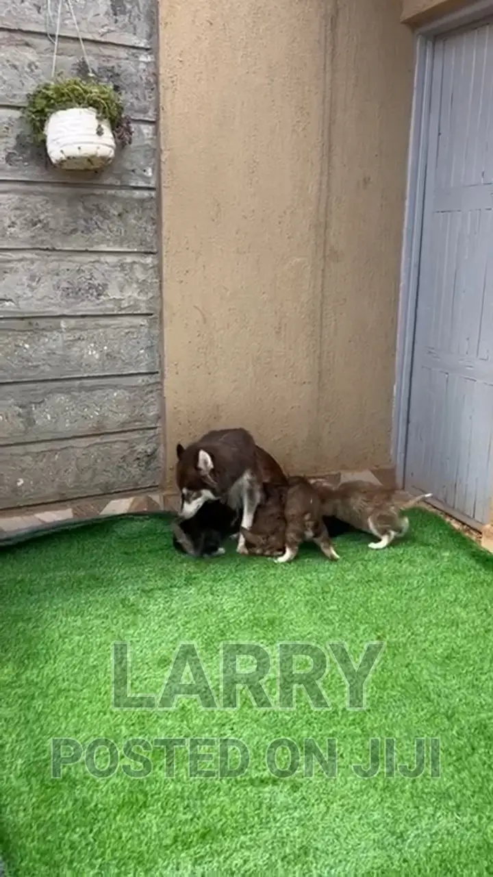 0-1 month Male Purebred Siberian Husky