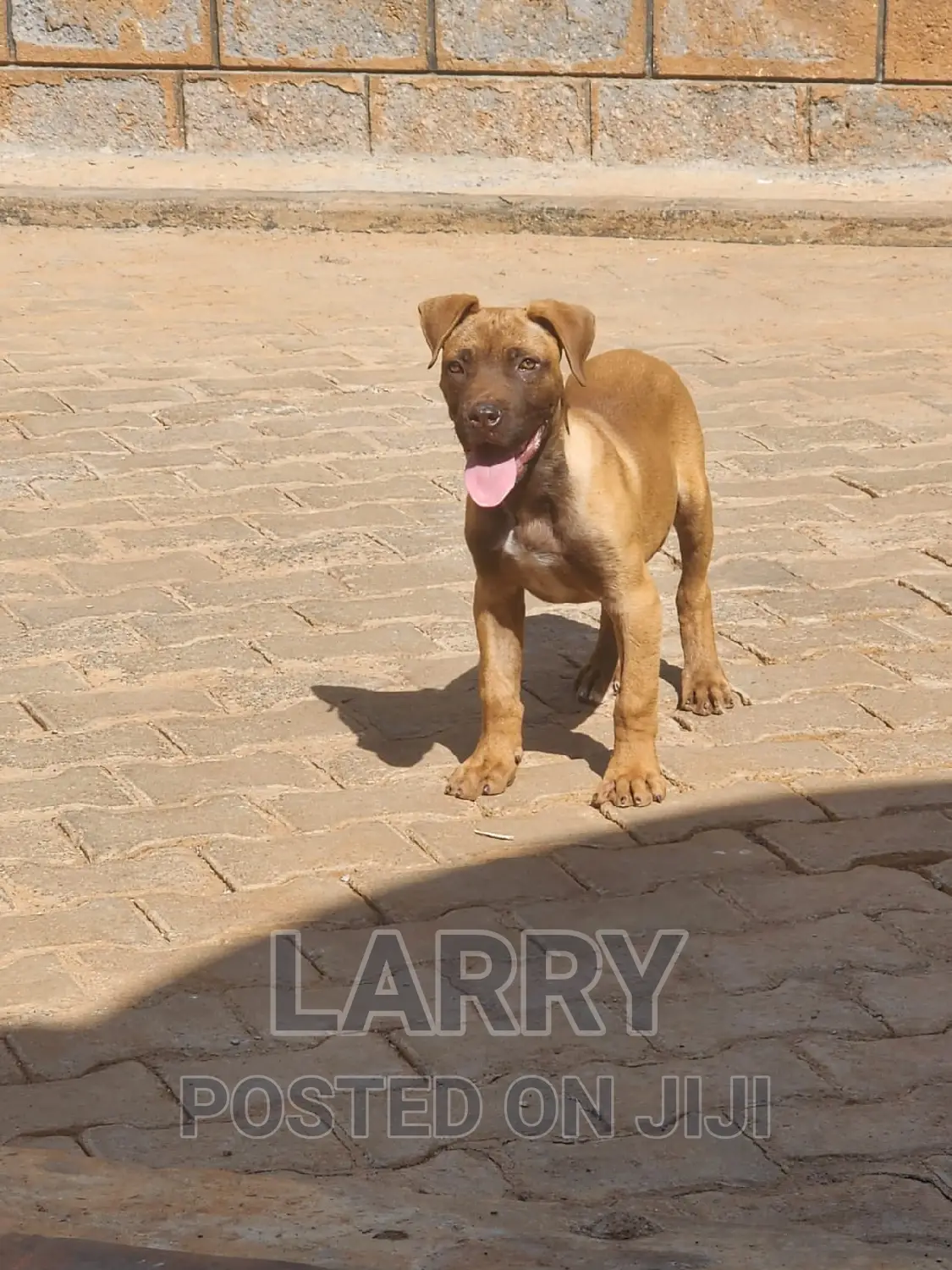 1-3 months Male Purebred Boerboel