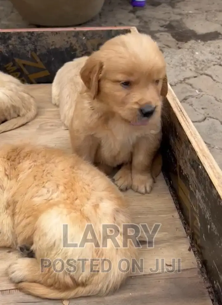 1-3 months Female Purebred Golden Retriever