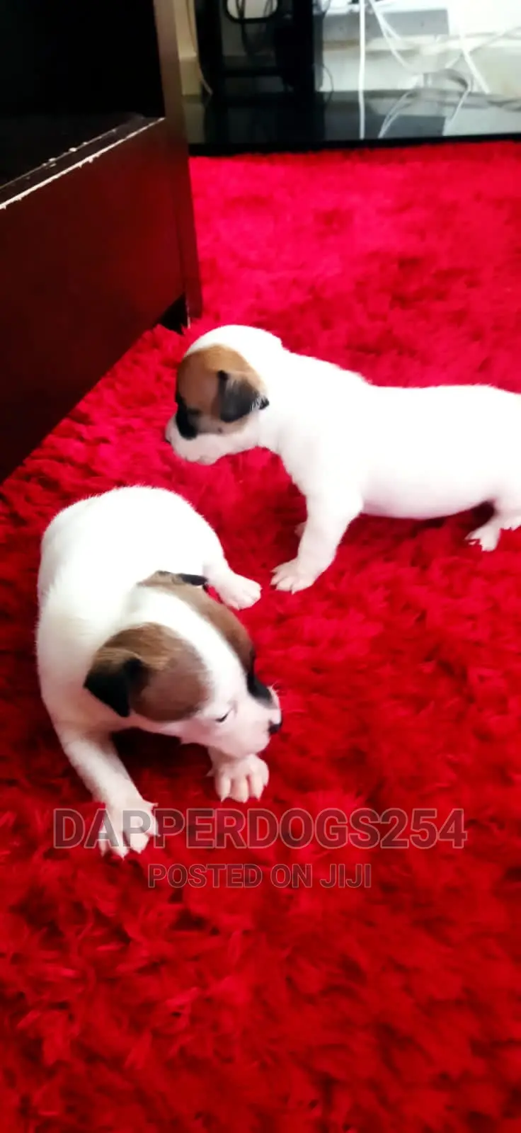 1-3 months Male Purebred Jack Russell Terrier