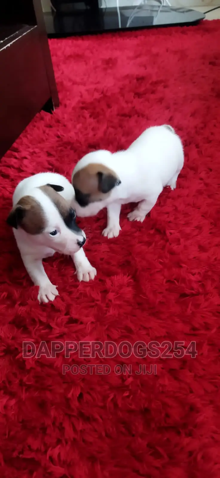 1-3 months Male Purebred Jack Russell Terrier